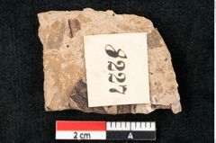 Foto (Detailansicht) von Callitris brongniartii Endl. (NHMW-GEO-2024-0188-8227)